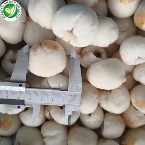 פרי ליצ'י קפוא