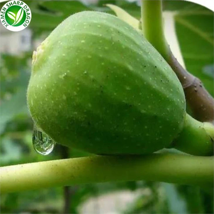 Frozen Figs In Bulk